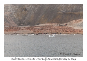 Paulet Island Rookery