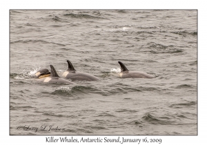 Killer Whales