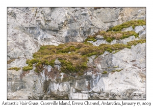 Antarctic Hair Grass