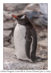 Southern Gentoo Penguin