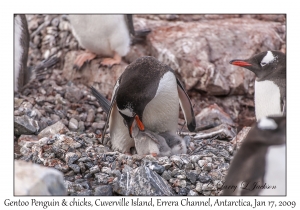 Southern Gentoo Penguin & chicks