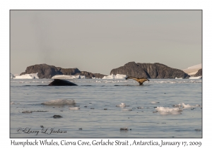 Humpback Whales