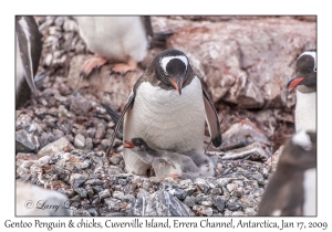 Southern Gentoo Penguin & chicks