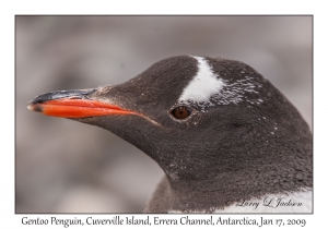 Southern Gentoo Penguin