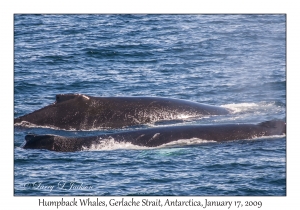 Humpback Whales