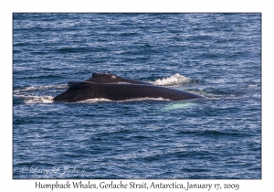 Humpback Whales