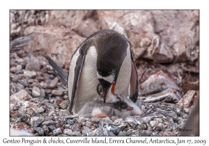 Southern Gentoo Penguin & chicks