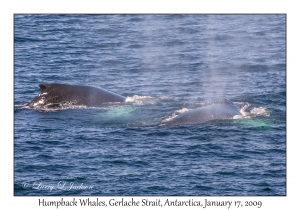 Humpback Whales