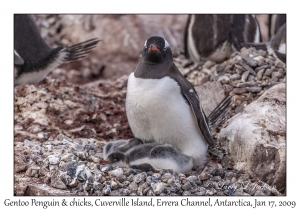 Southern Gentoo Penguin & chicks