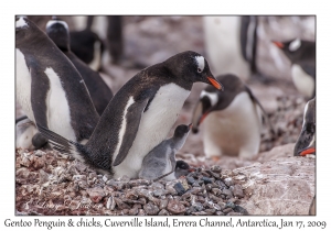 Southern Gentoo Penguin & chicks