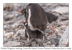 Southern Gentoo Penguins