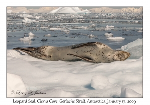 Leopard Seal