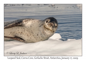 Leopard Seal