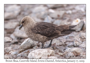 Brown Skua