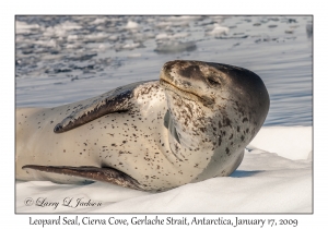 Leopard Seal