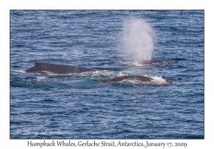 Humpback Whales