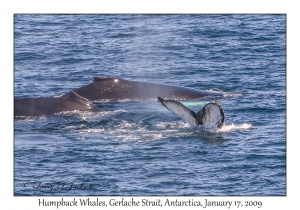 Humpback Whales