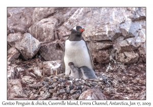 Southern Gentoo Penguin & chicks