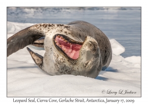 Leopard Seal