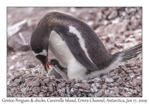 Southern Gentoo Penguin & chicks