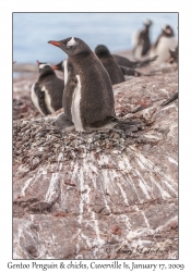 Southern Gentoo Penguin & chicks