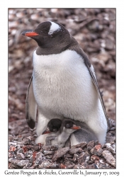 Southern Gentoo Penguin & chicks