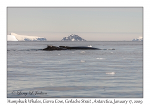 Humpback Whales