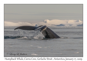 Humpback Whale