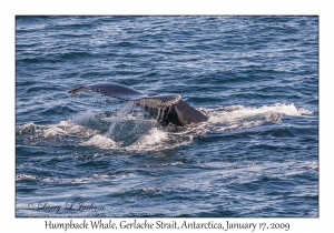 Humpback Whale