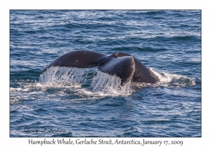 Humpback Whale