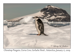 Chinstrap Penguin