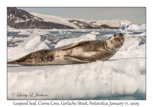 Leopard Seal