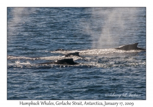 Humpback Whales