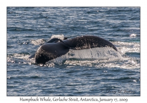 Humpback Whale