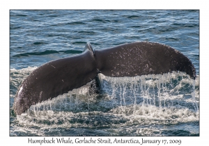 Humpback Whale