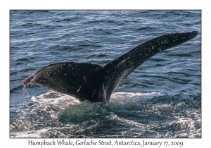 Humpback Whale