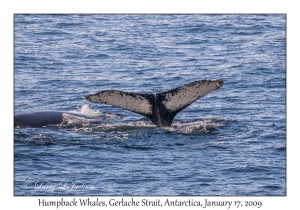 Humpback Whales