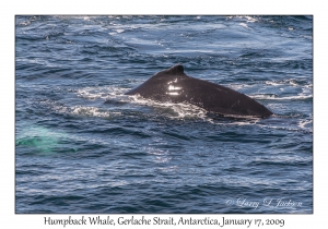 Humpback Whale