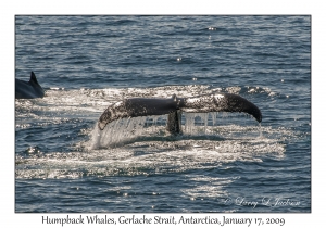 Humpback Whales