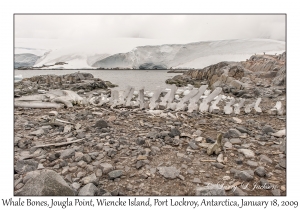 Whale Bones