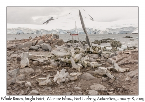 Whale Bones