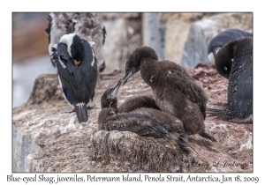 Blue-eyed Shag juveniles