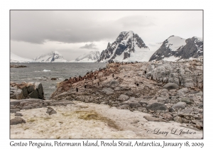 Southern Gentoo Penguins