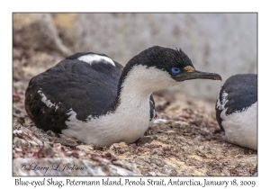 Blue-eyed Shag