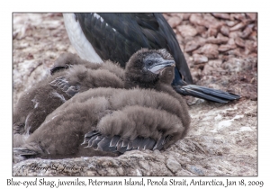 Blue-eyed Shag juveniles