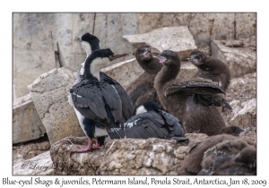 Blue-eyed Shags & juveniles