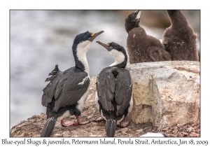 Blue-eyed Shags