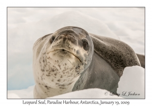 Leopard Seal