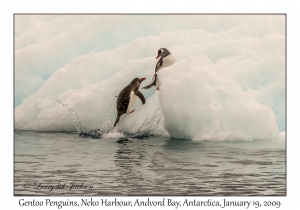 Southern Gentoo Penguins