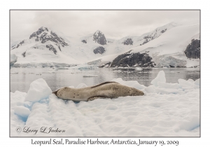 Leopard Seal